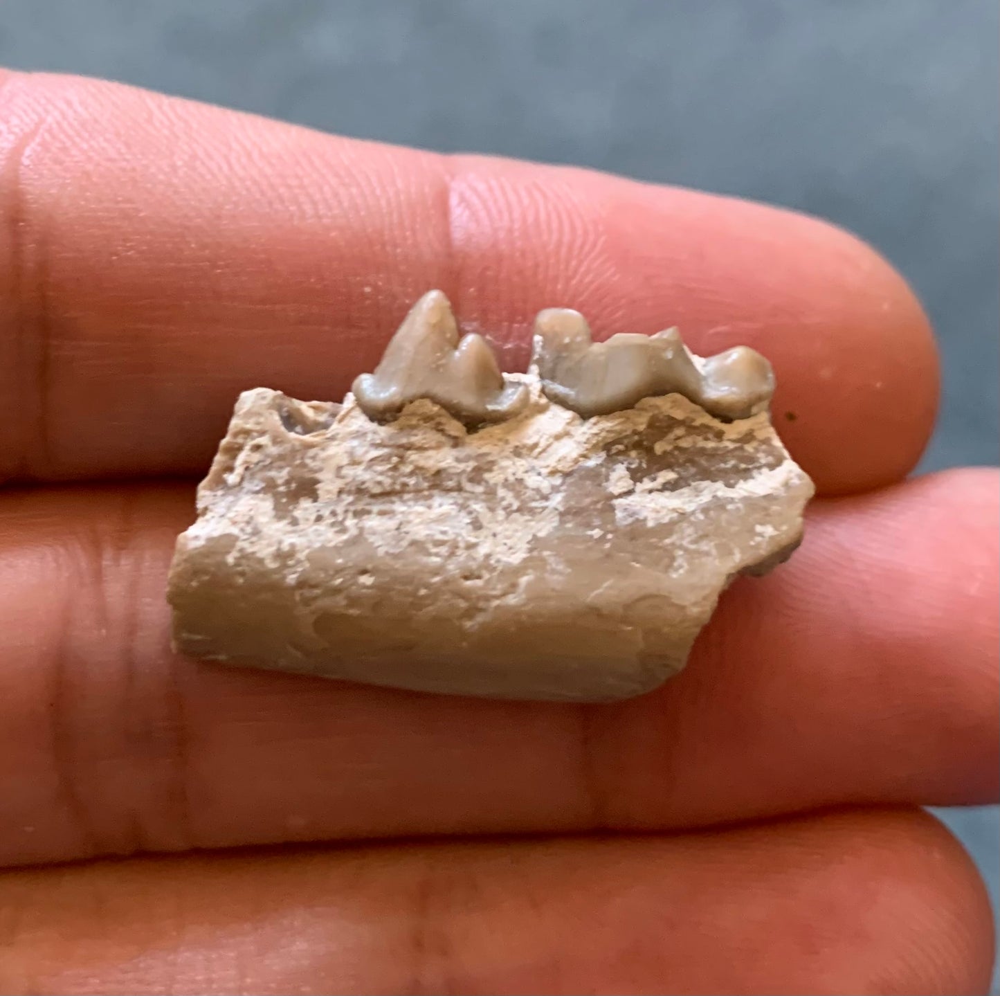 Fossil Dog Jaw, Hesperocyon, Nebraska