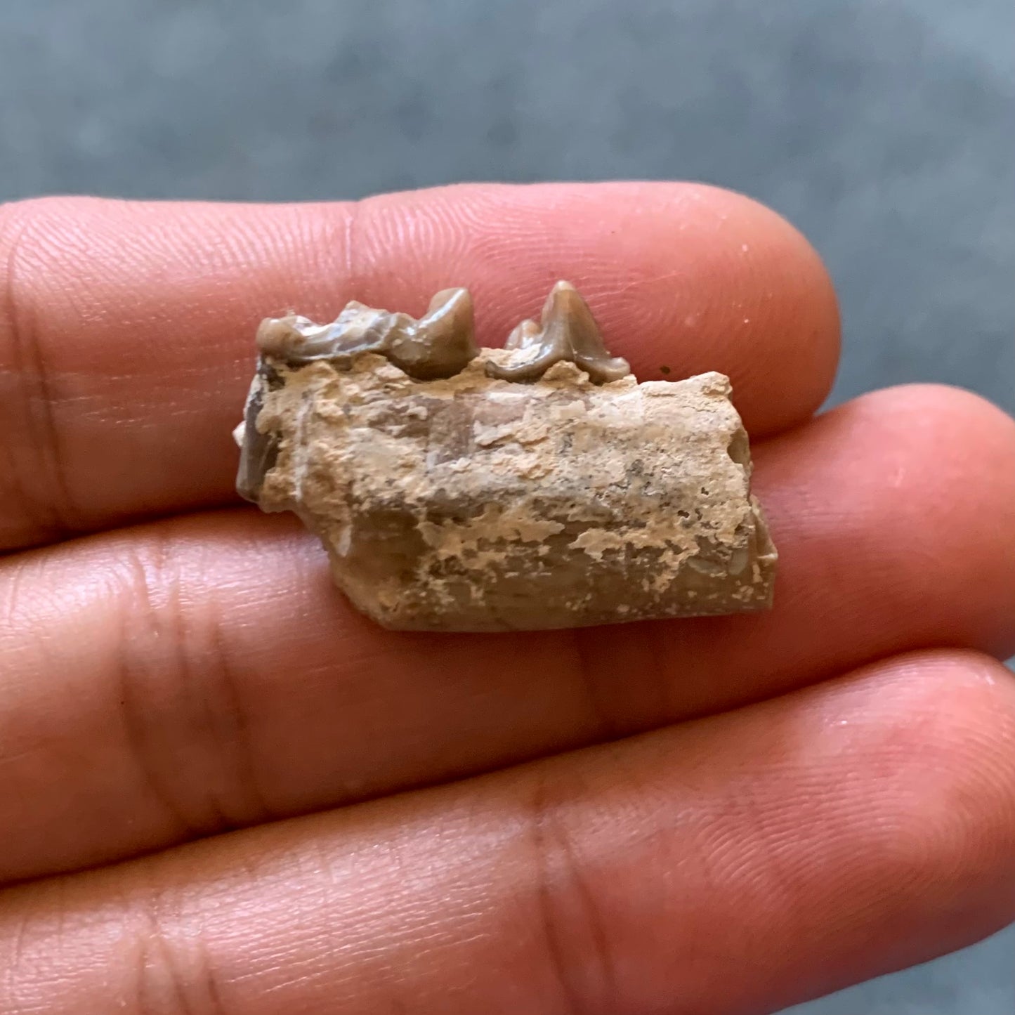 Fossil Dog Jaw, Hesperocyon, Nebraska