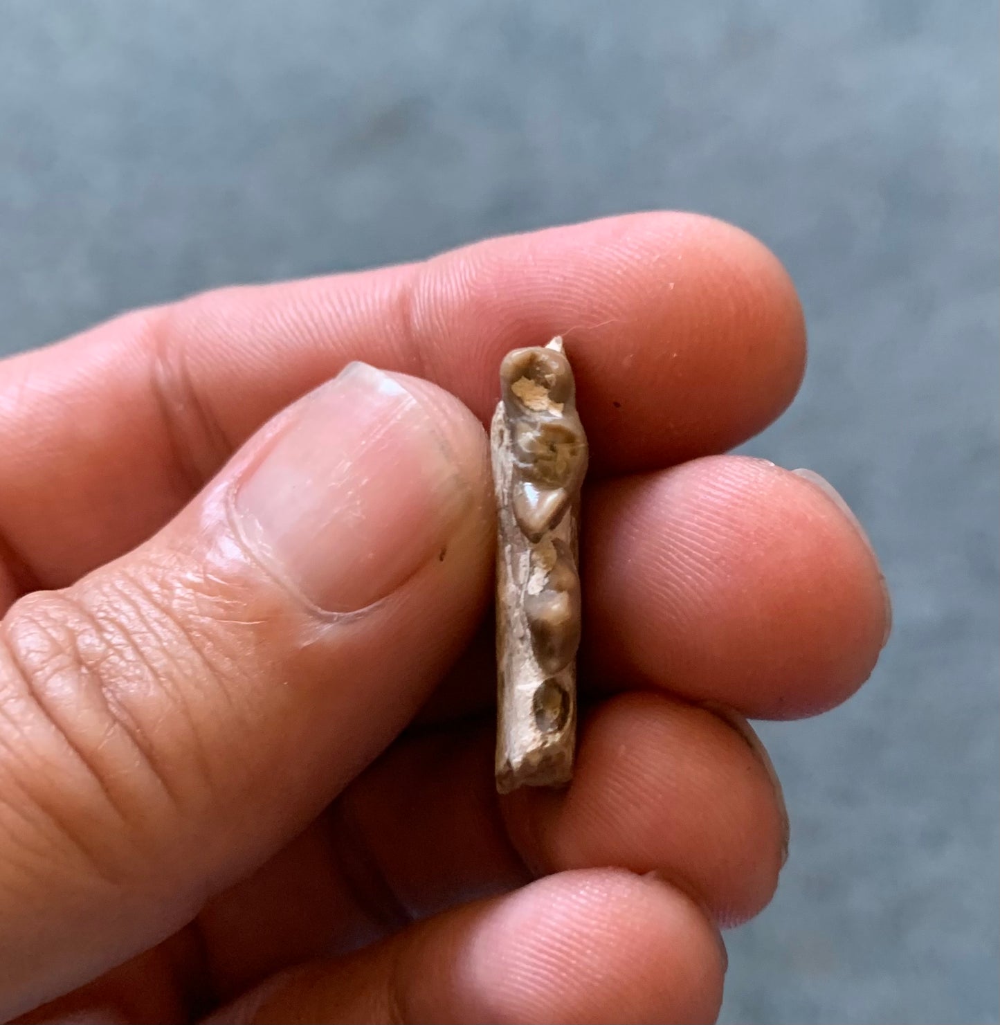 Fossil Dog Jaw, Hesperocyon, Nebraska
