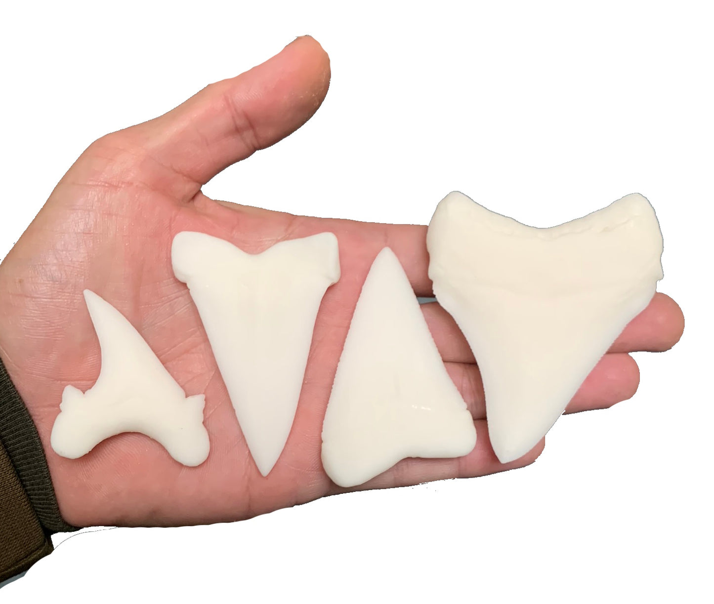 Paint Your Own Multi Species Shark Teeth Replicas - DIY Painting Kit for Kids STEM Homeschool Craft Activity