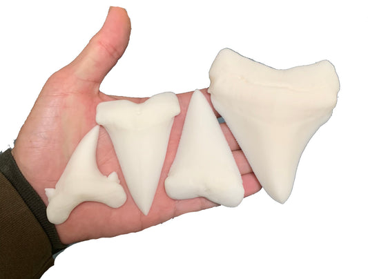 Paint Your Own Multi Species Shark Teeth Replicas - DIY Painting Kit for Kids STEM Homeschool Craft Activity