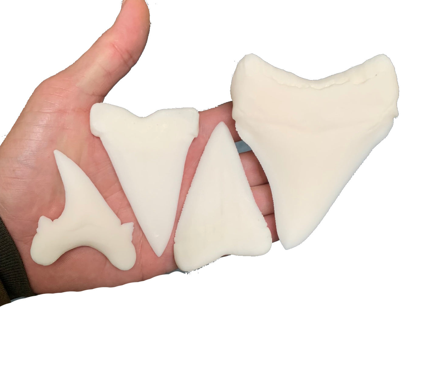 Paint Your Own Multi Species Shark Teeth Replicas - DIY Painting Kit for Kids STEM Homeschool Craft Activity