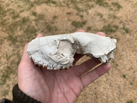 Small Oreodont Upper Skull