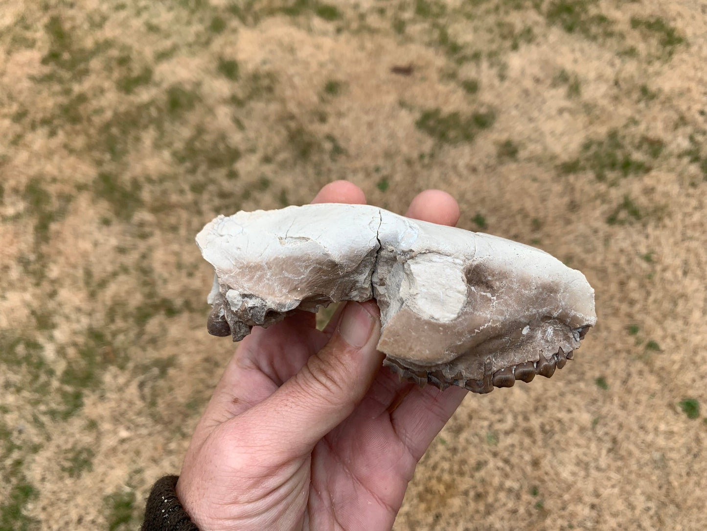 Small Oreodont Upper Skull