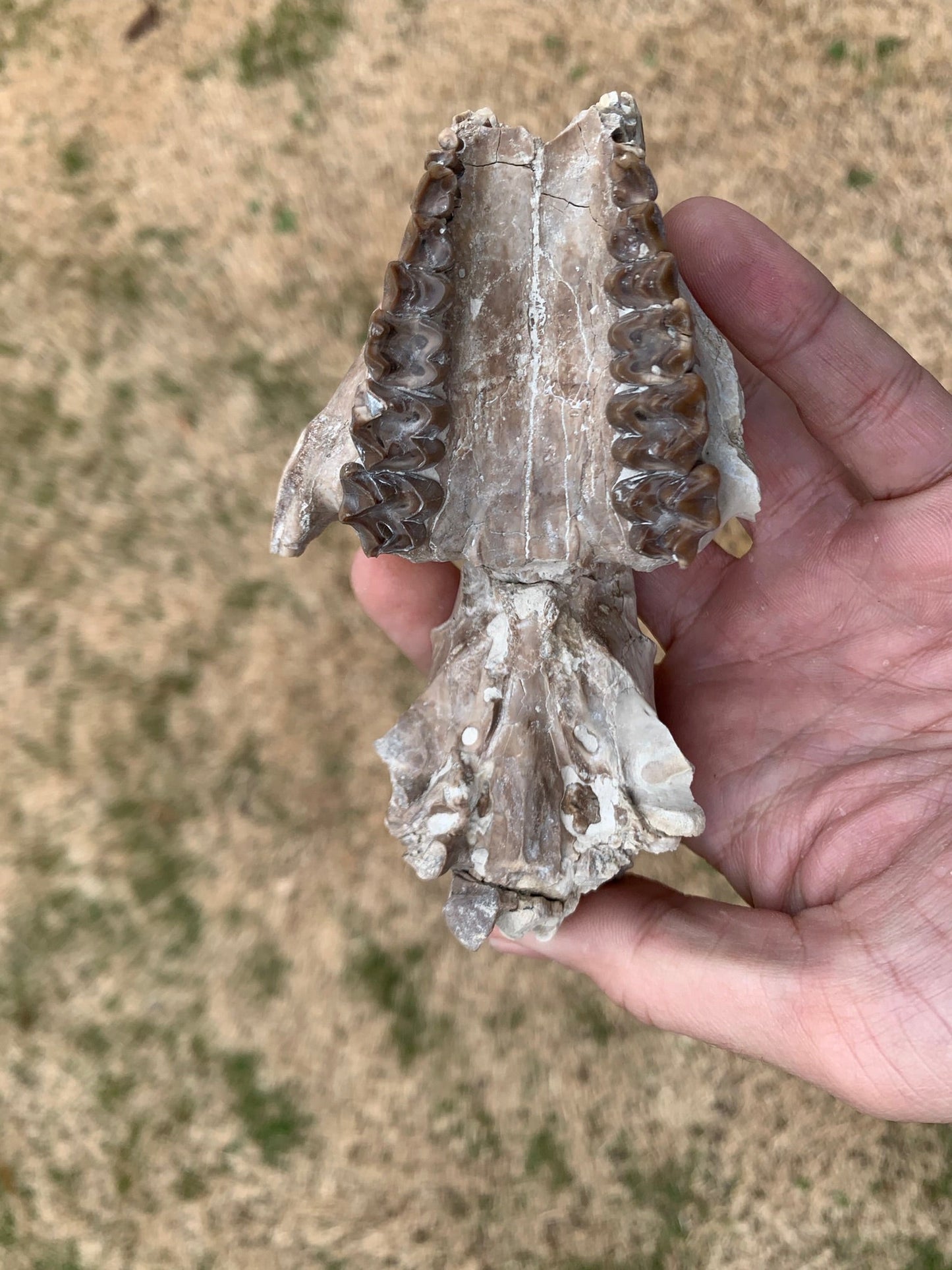 Small Oreodont Upper Skull