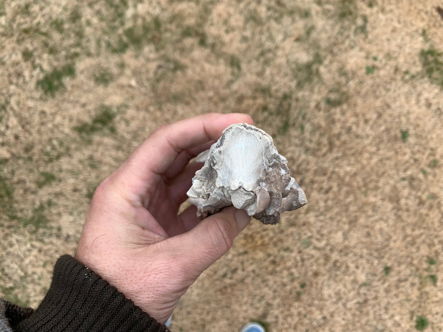 Small Oreodont Upper Skull