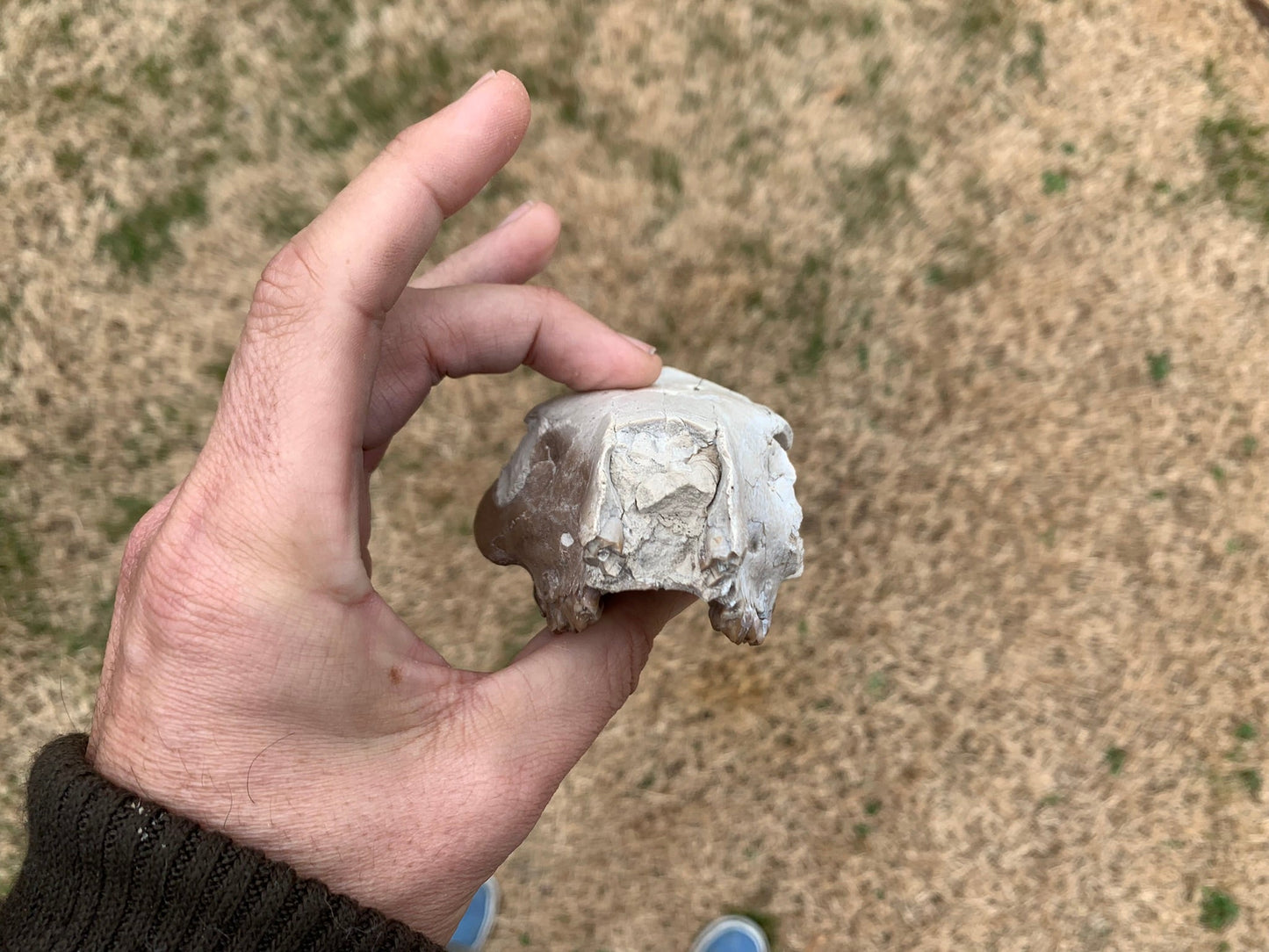 Small Oreodont Upper Skull