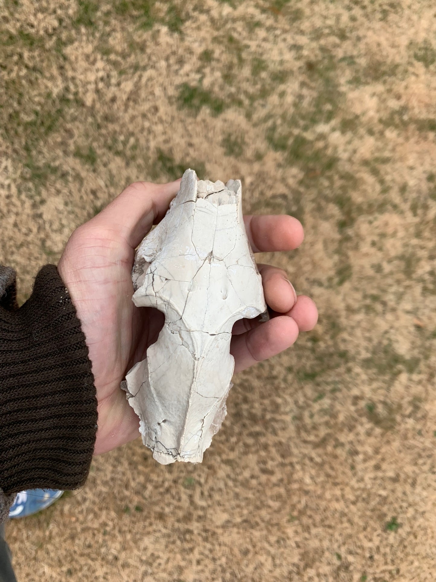 Small Oreodont Upper Skull