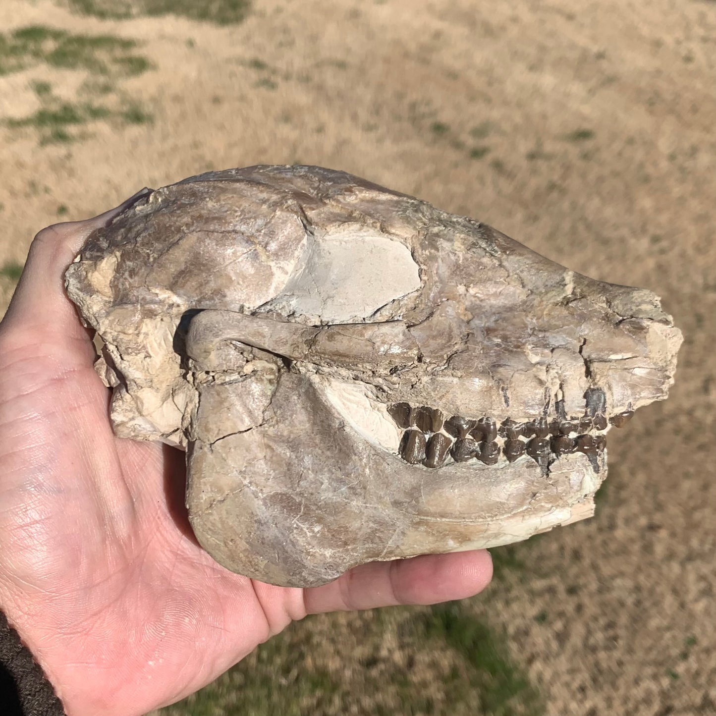 Fossil Horse skull, Mesohippus bairdi White River Badlands