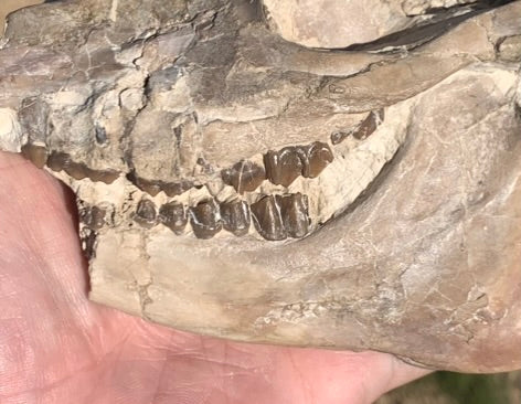 Fossil Horse skull, Mesohippus bairdi White River Badlands