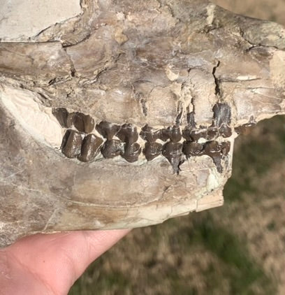 Fossil Horse skull, Mesohippus bairdi White River Badlands
