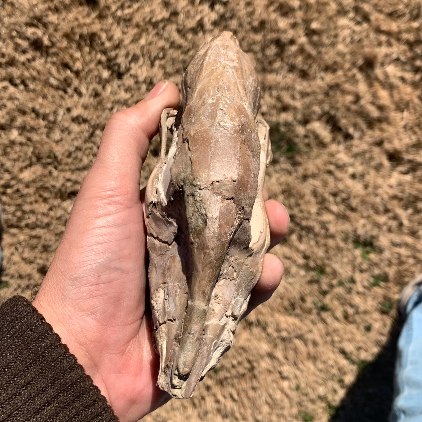 Fossil Horse skull, Mesohippus bairdi White River Badlands