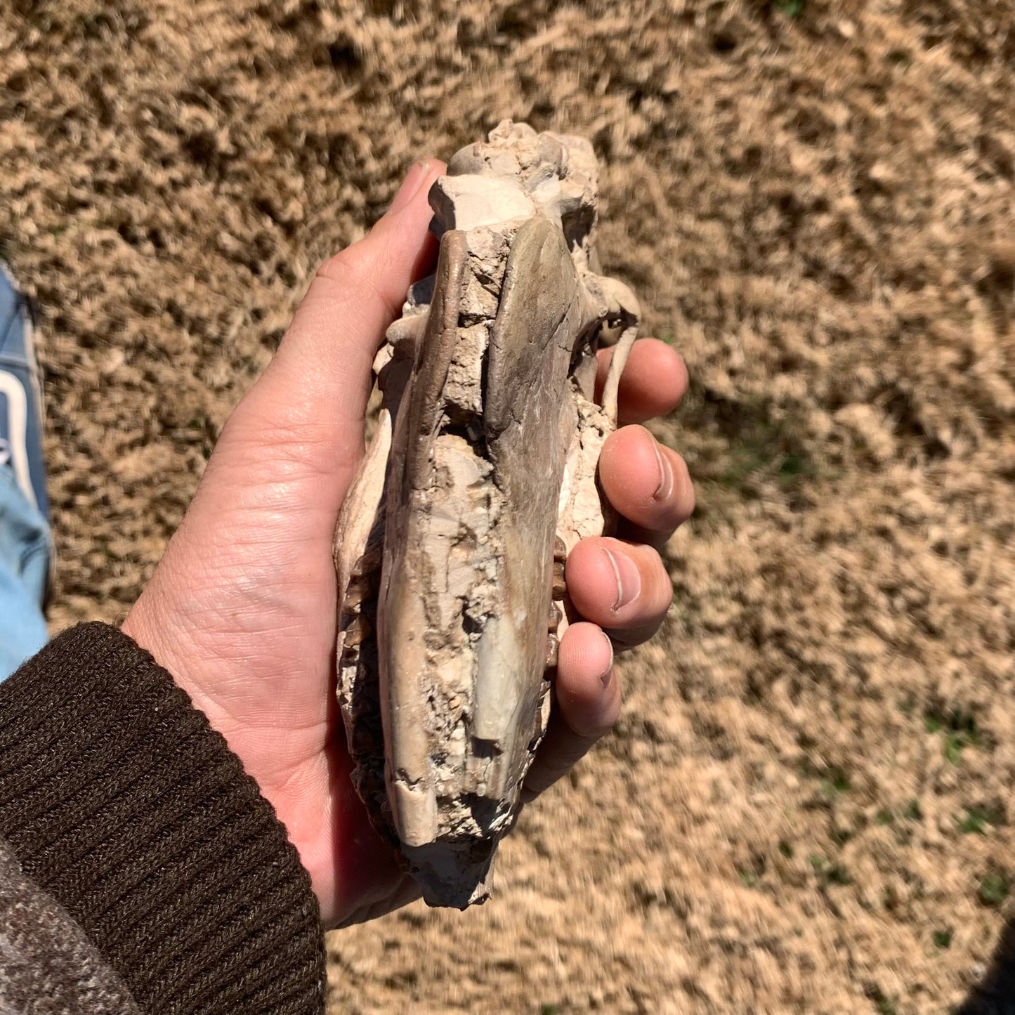 Fossil Horse skull, Mesohippus bairdi White River Badlands