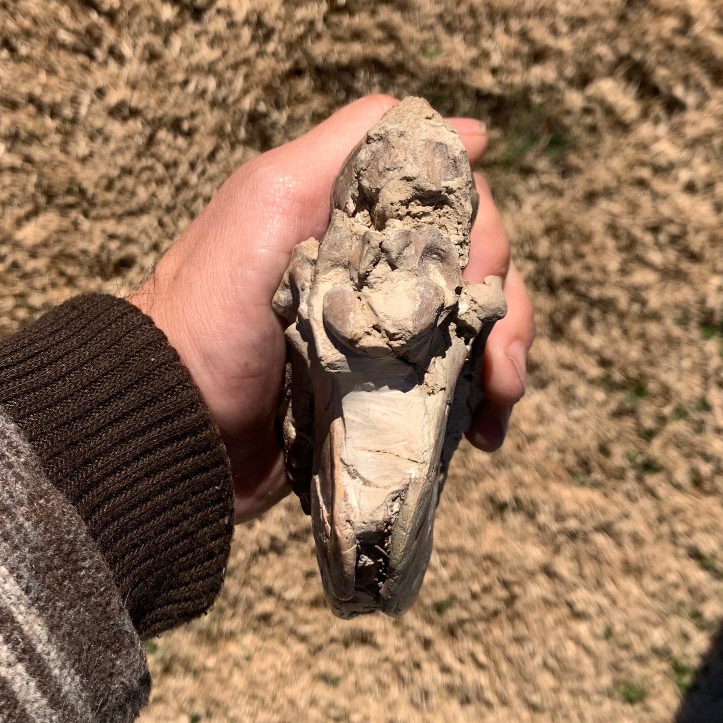 Fossil Horse skull, Mesohippus bairdi White River Badlands