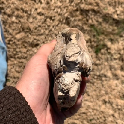 Fossil Horse skull, Mesohippus bairdi White River Badlands