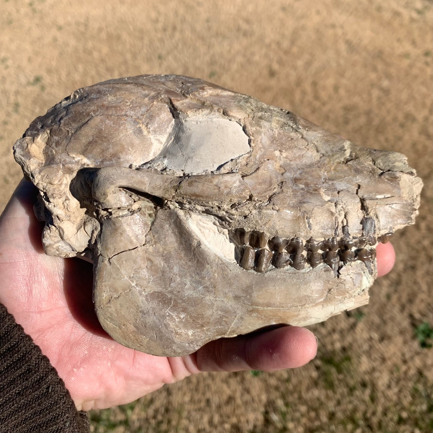 Fossil Horse skull, Mesohippus bairdi White River Badlands