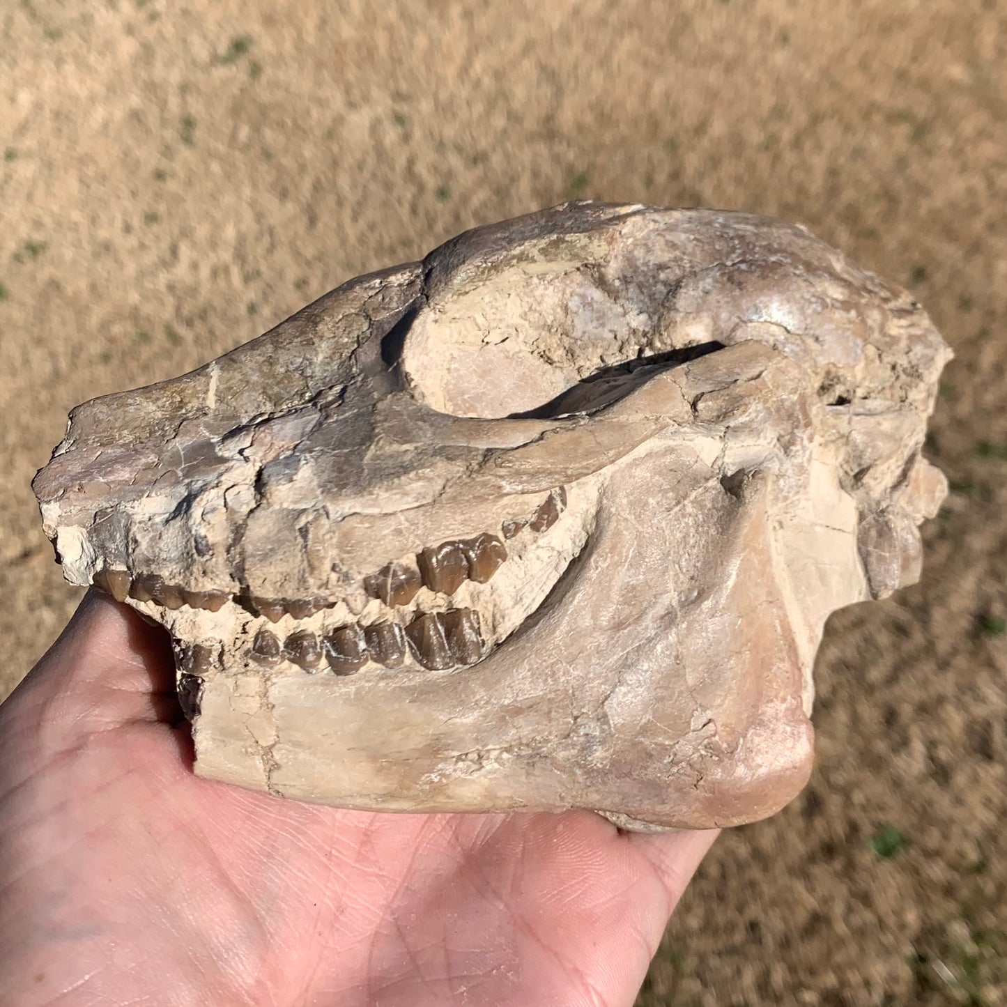 Fossil Horse skull, Mesohippus bairdi White River Badlands