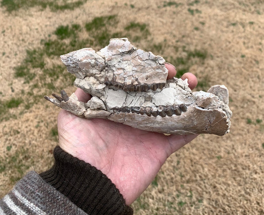 Nice Partial Fossil Camel Skull with Lower Jaws, Poebrotherium