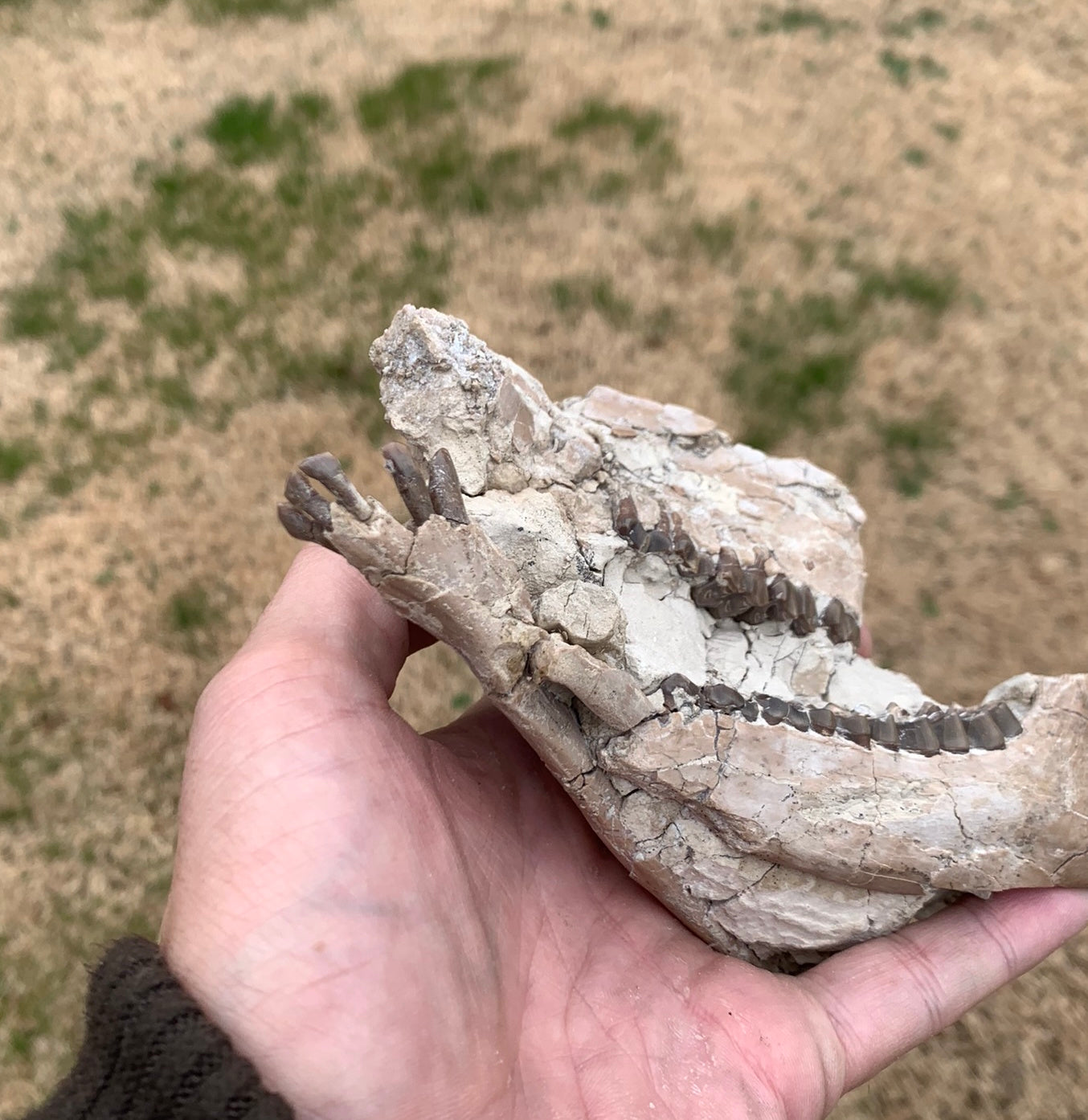 Nice Partial Fossil Camel Skull with Lower Jaws, Poebrotherium