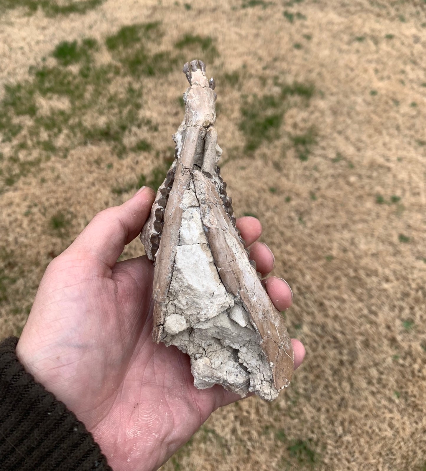 Nice Partial Fossil Camel Skull with Lower Jaws, Poebrotherium