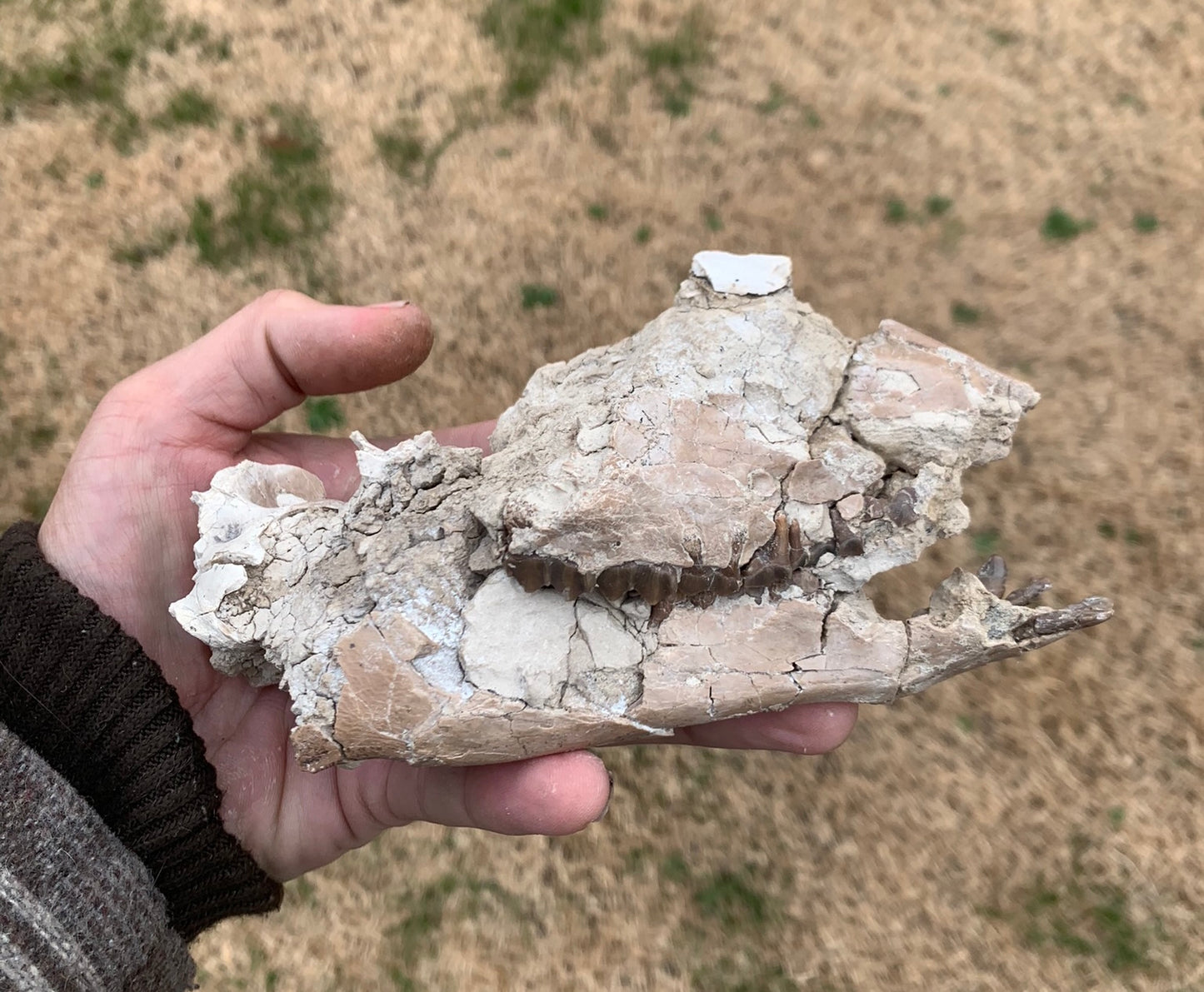 Nice Partial Fossil Camel Skull with Lower Jaws, Poebrotherium