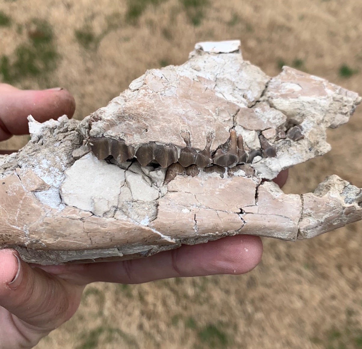 Nice Partial Fossil Camel Skull with Lower Jaws, Poebrotherium