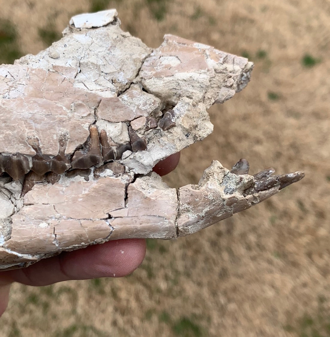 Nice Partial Fossil Camel Skull with Lower Jaws, Poebrotherium