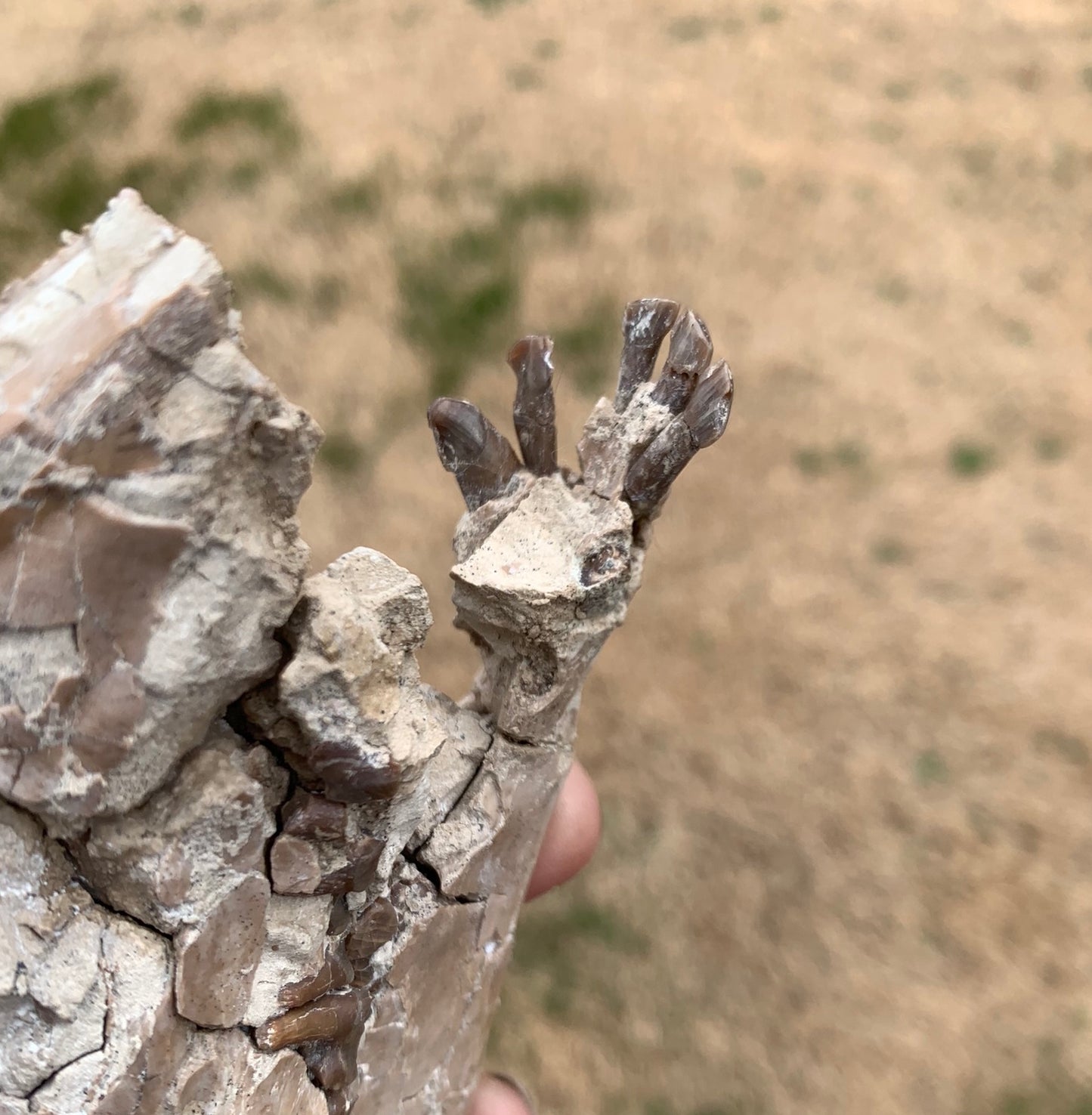 Nice Partial Fossil Camel Skull with Lower Jaws, Poebrotherium