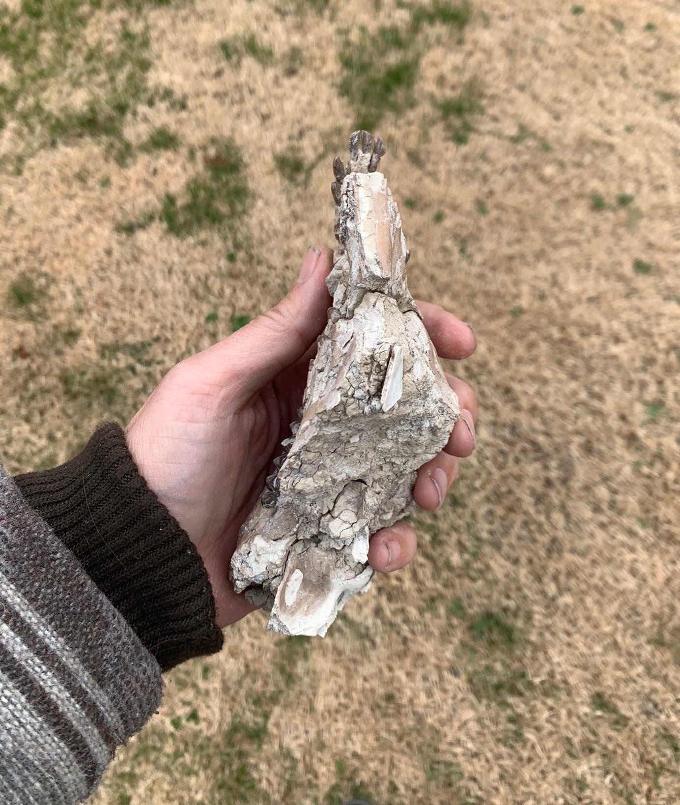 Nice Partial Fossil Camel Skull with Lower Jaws, Poebrotherium