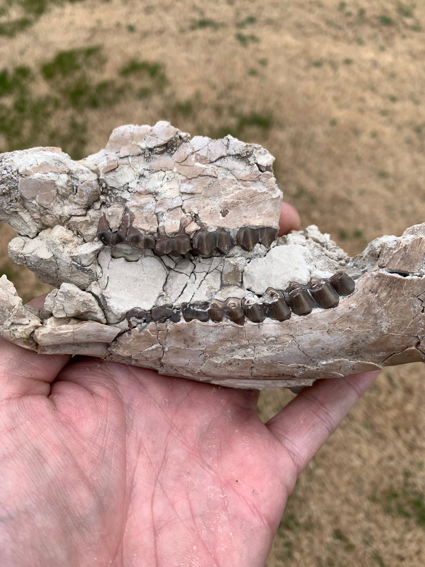 Nice Partial Fossil Camel Skull with Lower Jaws, Poebrotherium
