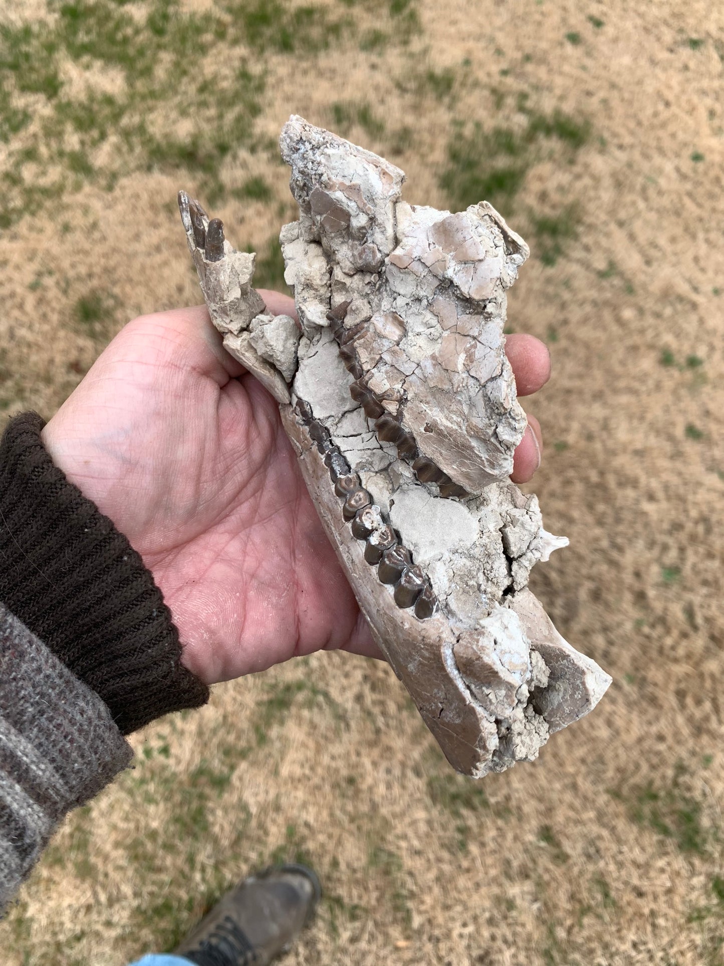 Nice Partial Fossil Camel Skull with Lower Jaws, Poebrotherium