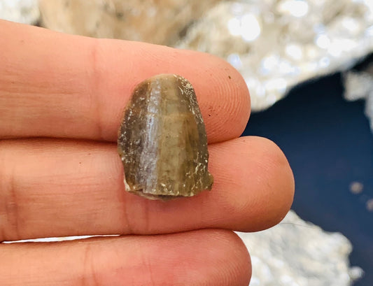 Archaeotheroum Fossil Incisor, Hell Pig, Chadron Formation