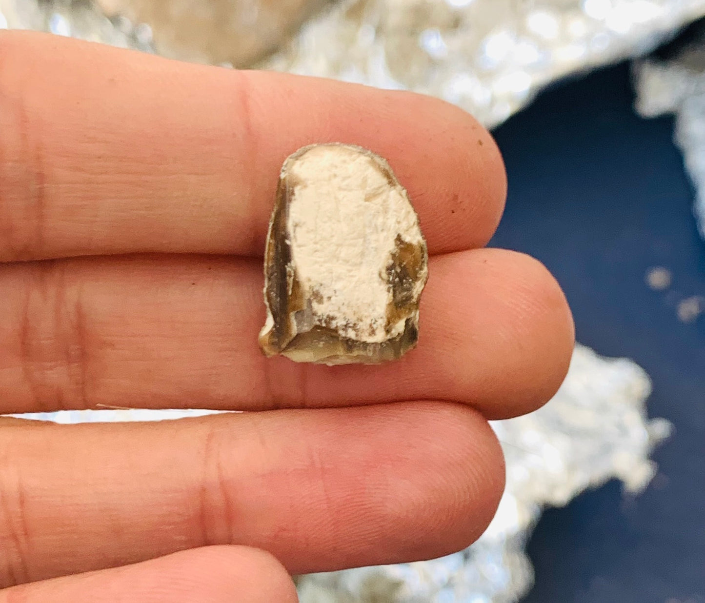 Archaeotheroum Fossil Incisor, Hell Pig, Chadron Formation