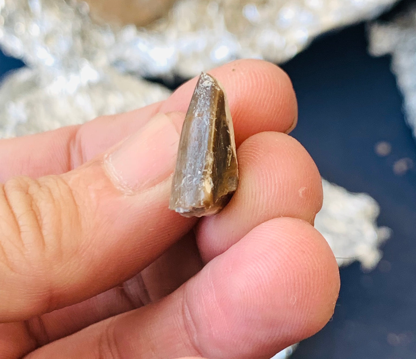 Archaeotheroum Fossil Incisor, Hell Pig, Chadron Formation