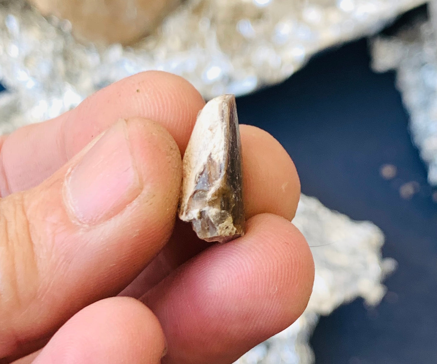 Archaeotheroum Fossil Incisor, Hell Pig, Chadron Formation