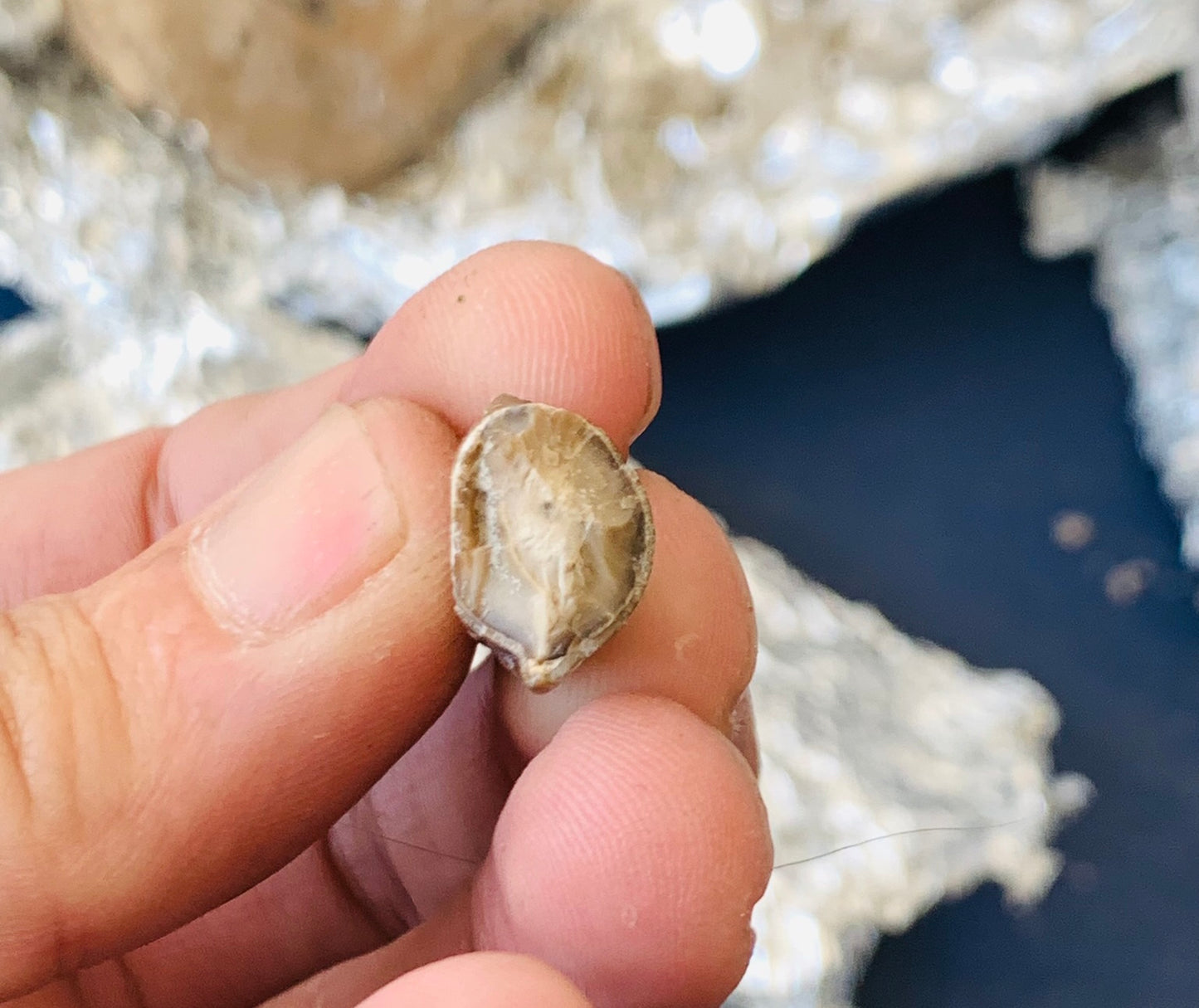 Archaeotheroum Fossil Incisor, Hell Pig, Chadron Formation