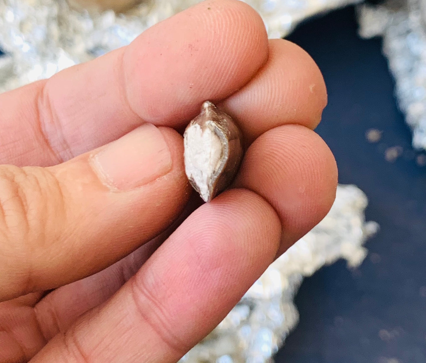 Archaeotheroum Fossil Incisor, Hell Pig, Chadron Formation