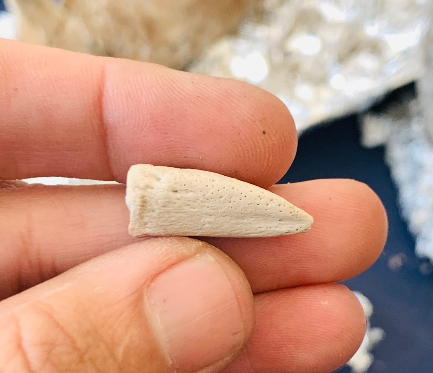 Large Fossil Tortoise Claw - White River Badlands