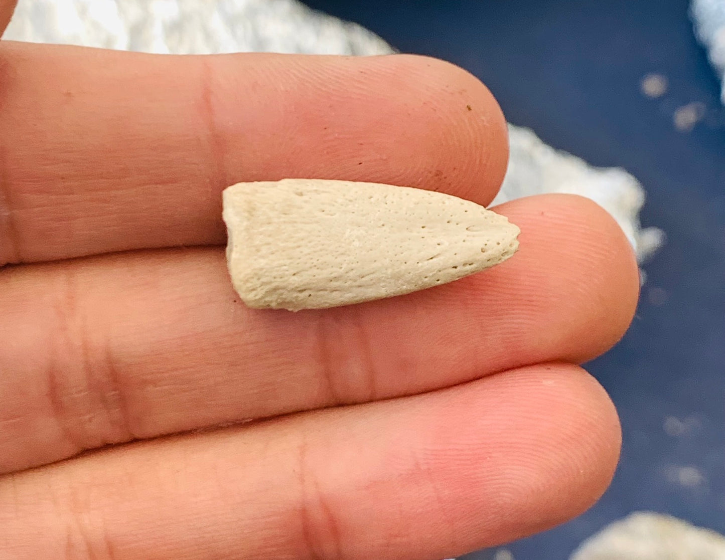 Large Fossil Tortoise Claw - White River Badlands