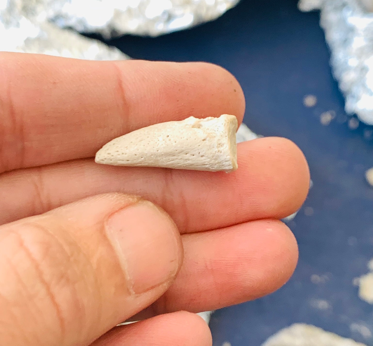 Large Fossil Tortoise Claw - White River Badlands