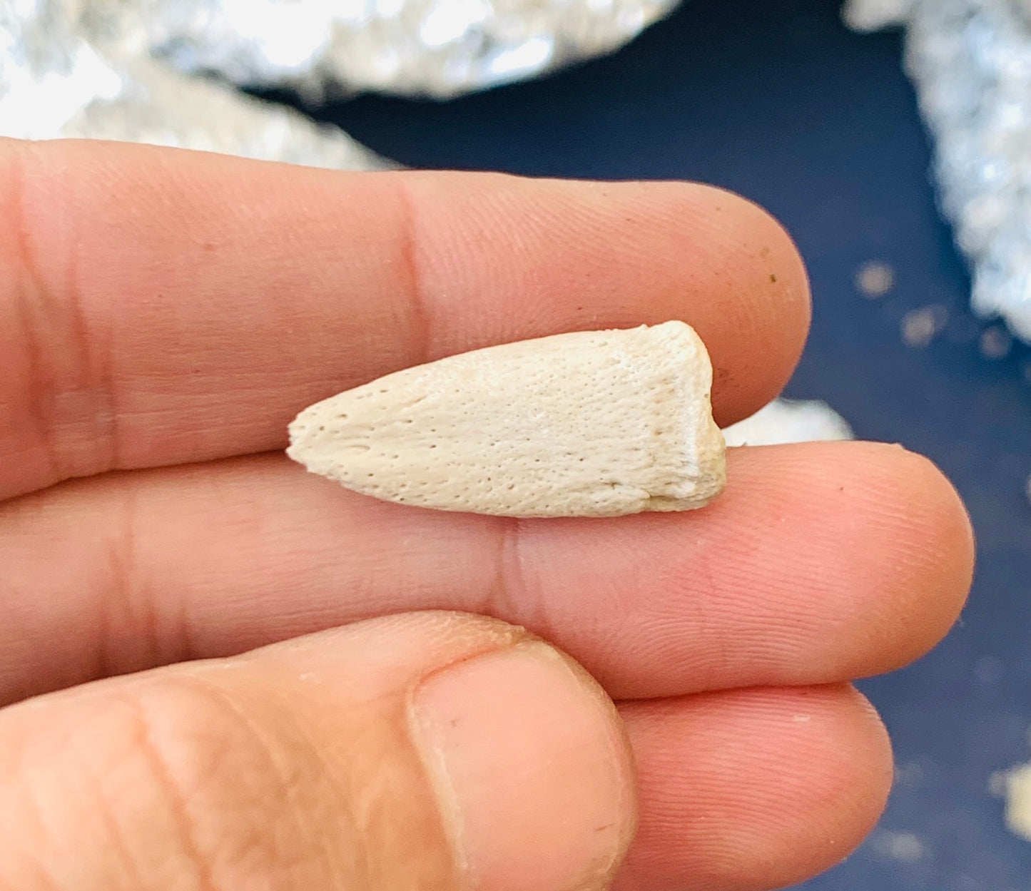 Large Fossil Tortoise Claw - White River Badlands