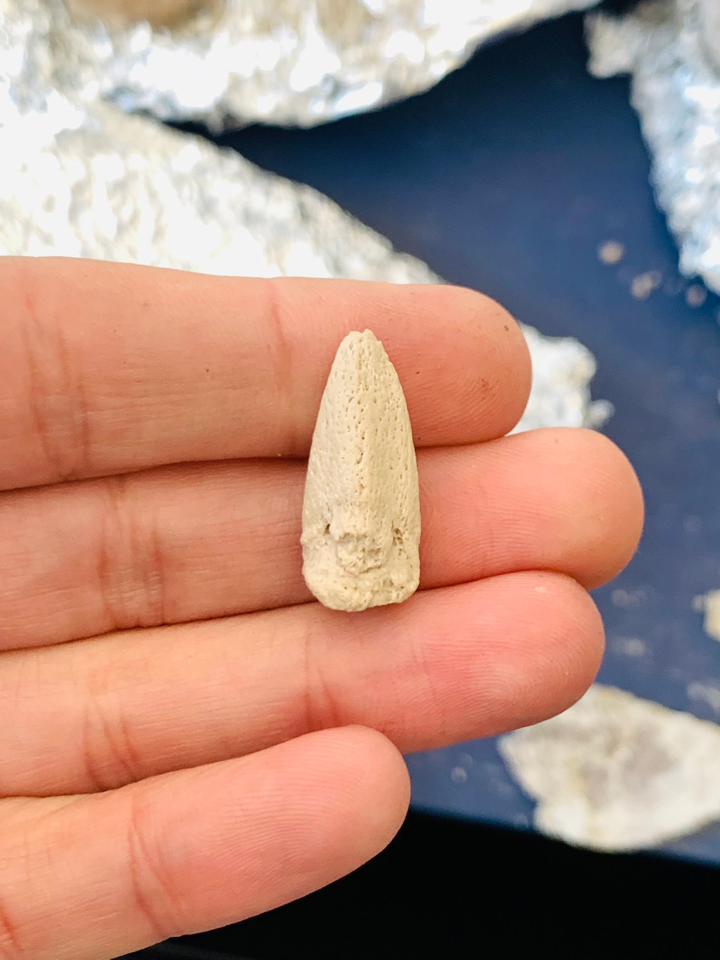 Large Fossil Tortoise Claw - White River Badlands