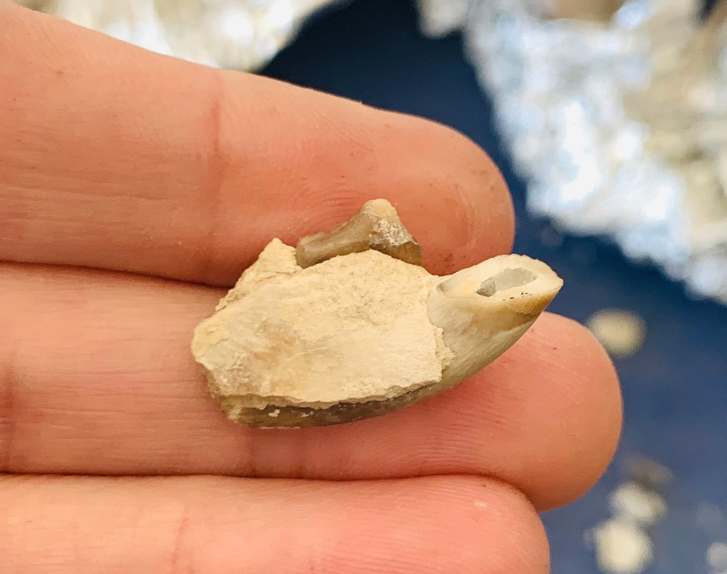 Fossil Hyaenodon Jaw Section from the White River Badlands