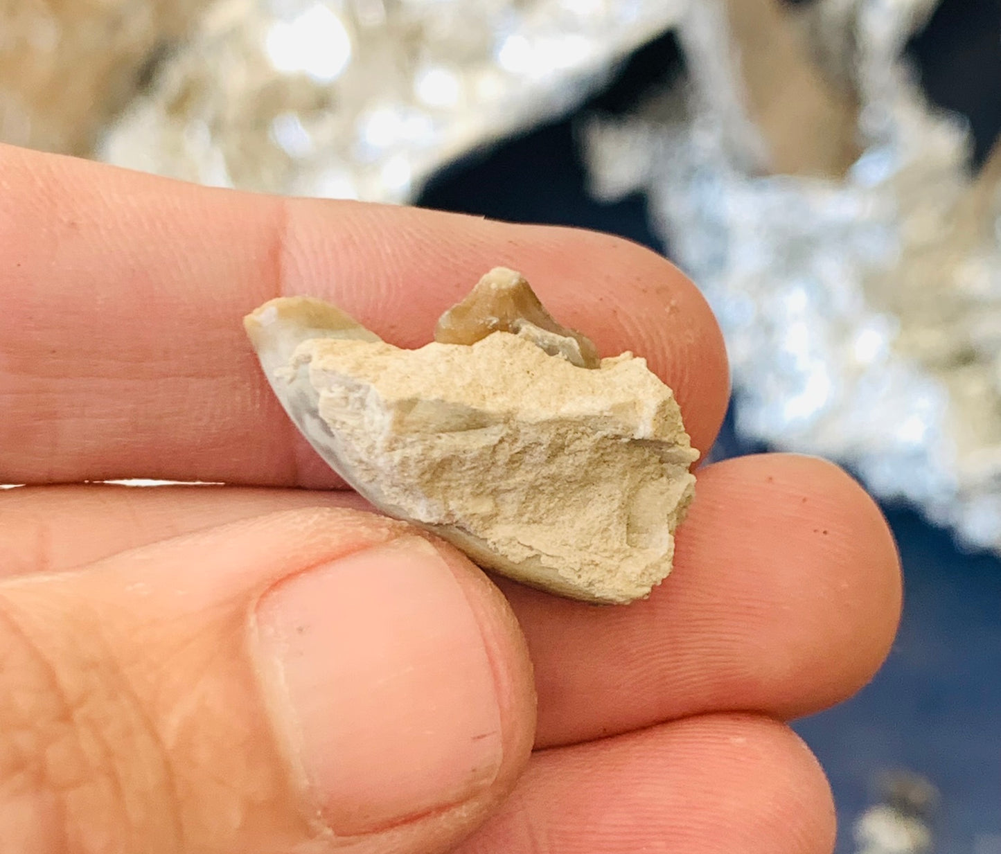 Fossil Hyaenodon Jaw Section from the White River Badlands