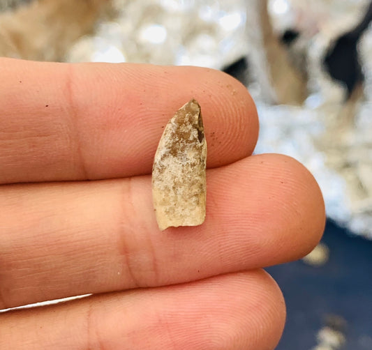 Nimravid Saber Cat Fossil Incisor Tooth