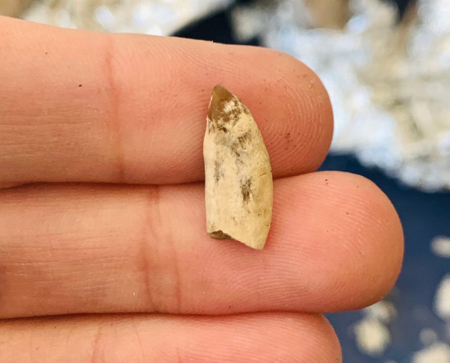 Nimravid Saber Cat Fossil Incisor Tooth