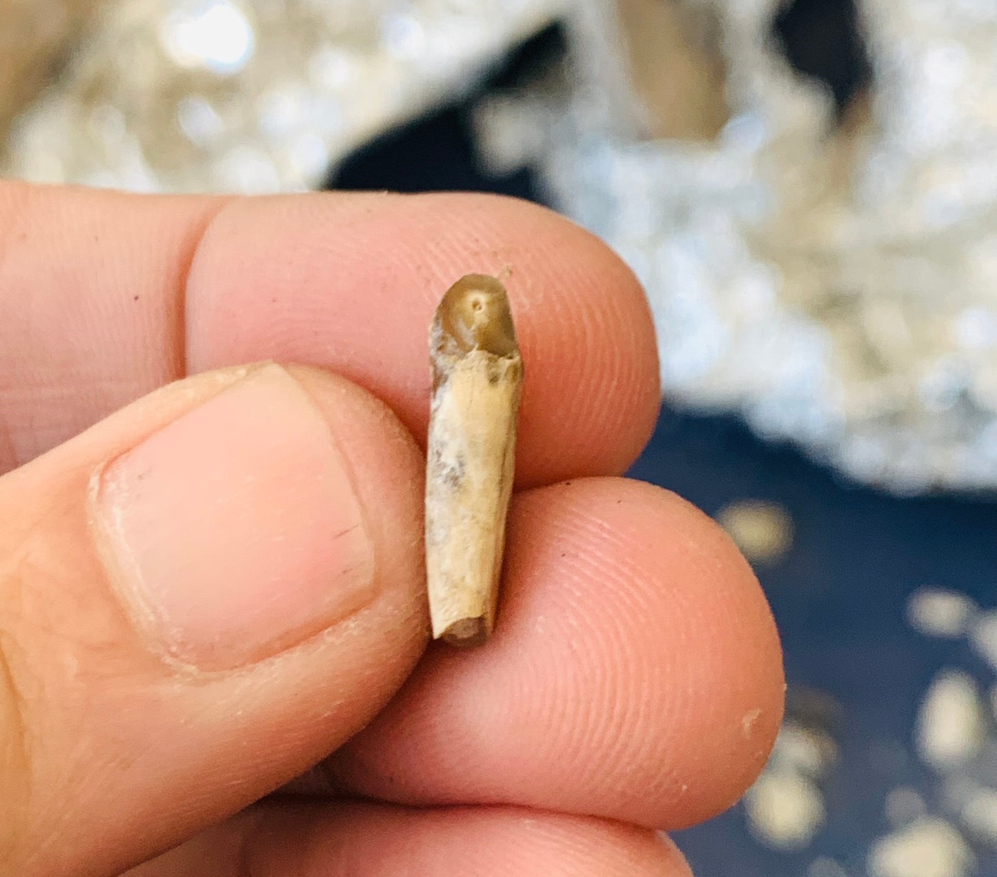 Nimravid Saber Cat Fossil Incisor Tooth