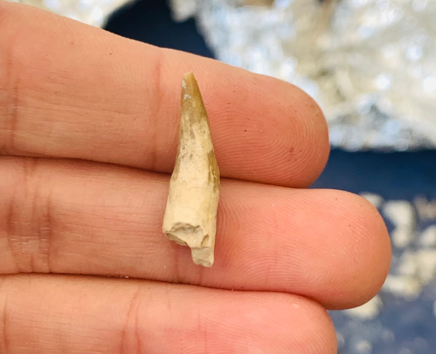 Daphoenus Fossil Canine Tooth