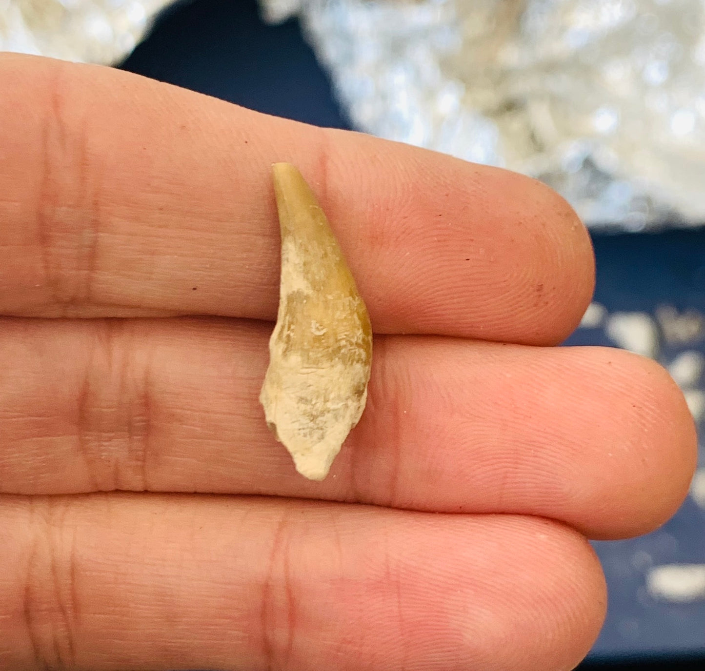 Daphoenus Fossil Canine Tooth