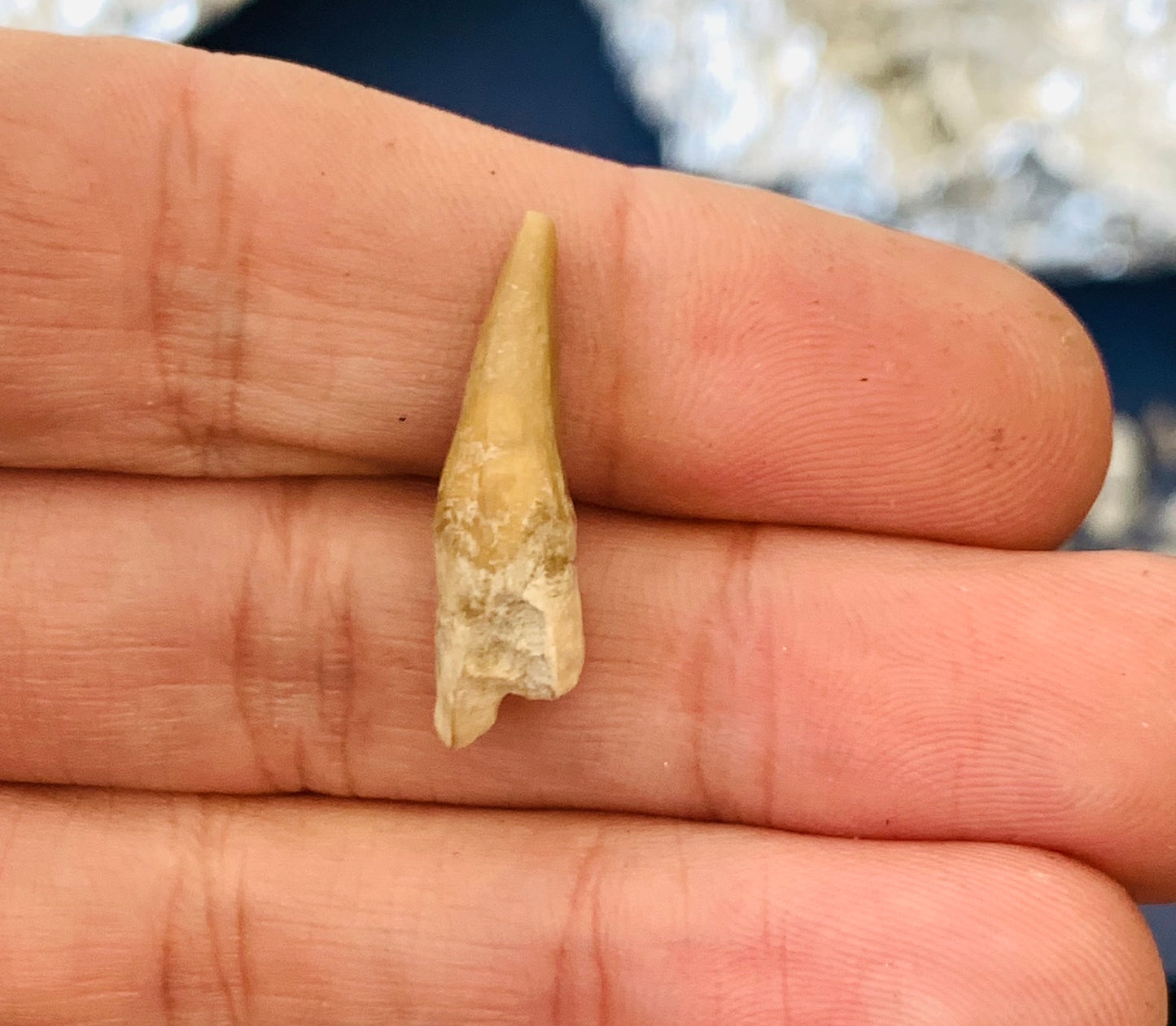 Daphoenus Fossil Canine Tooth